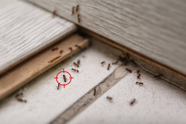 Best Pest Removal Services  in Easton, CA