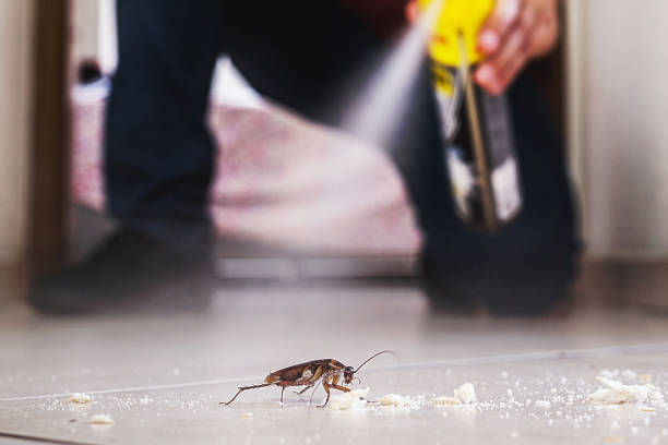 Best Spider Control Near Me  in Easton, CA