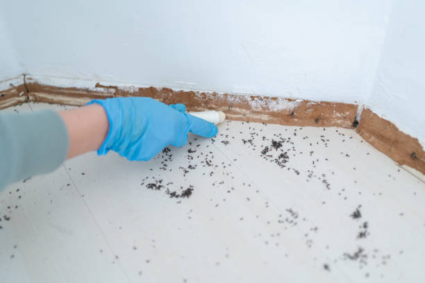 Best Pest Control Near Me  in Easton, CA