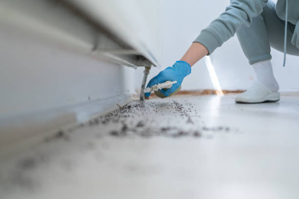 Flea Control Services in Easton, CA